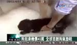 2011年台北寵物展-中視新聞