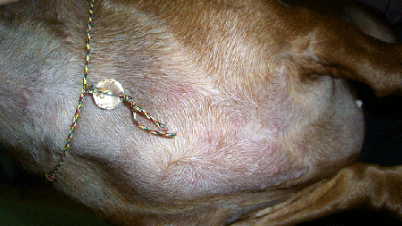 短毛腊肠红疹使用案例